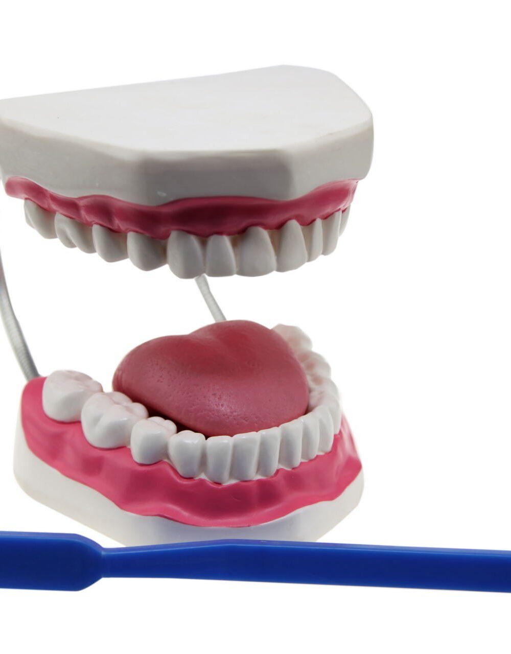 Diş Fırçalama Modeli