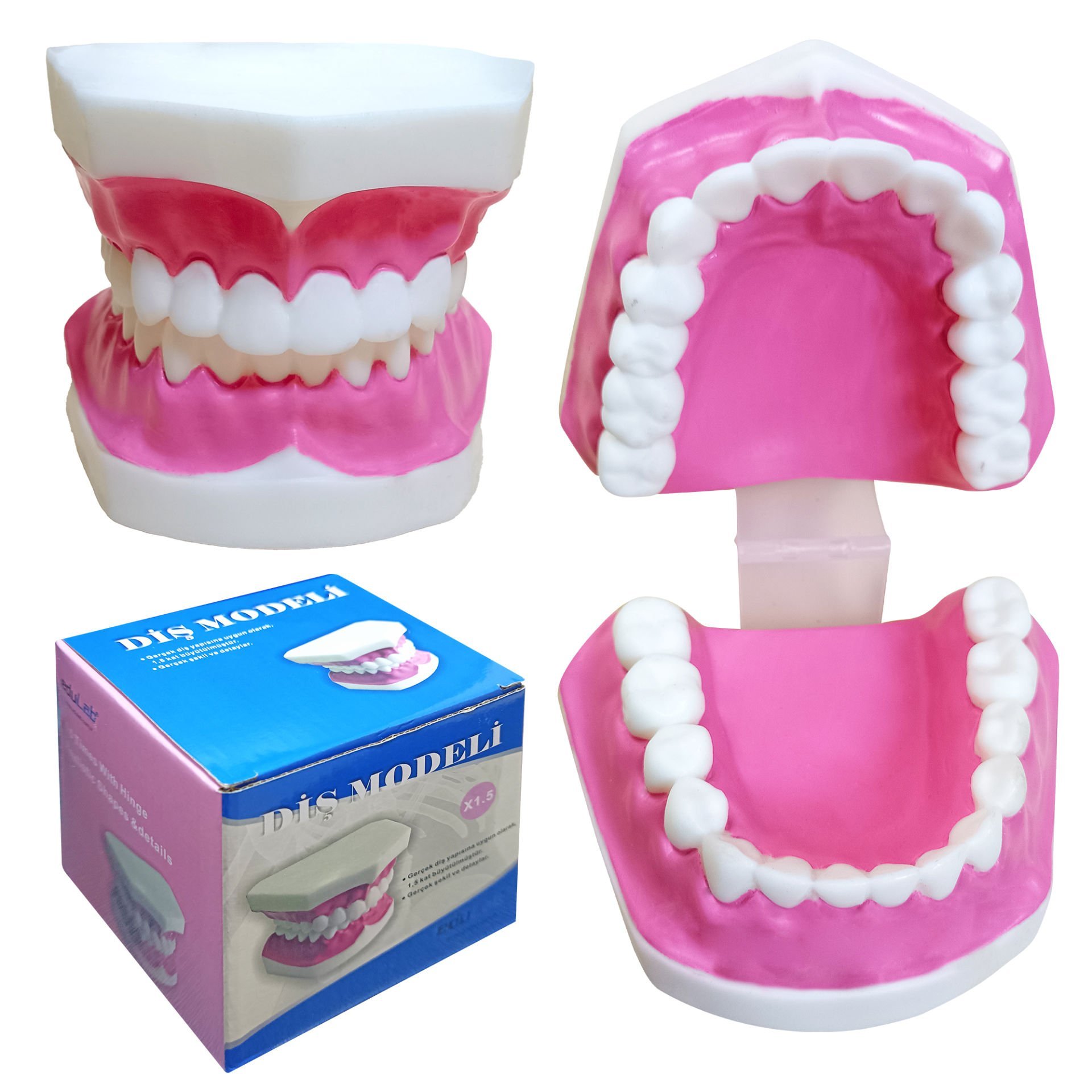 dis-modeli-fircasiz-1.jpg Diş Modeli Fırçasız - Görsel 1