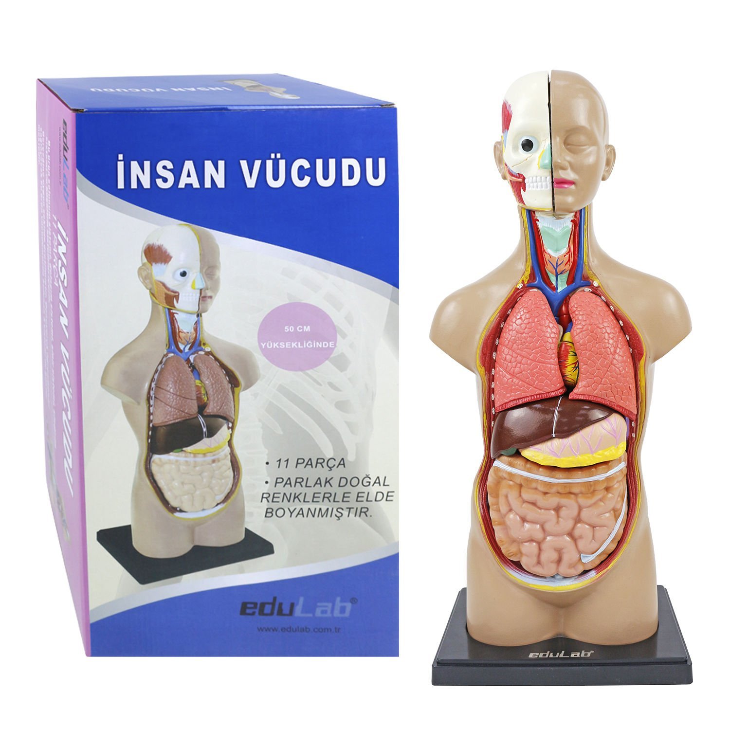 insan-vucudu-buyuk-1.jpg İnsan Vücudu (Büyük) - Görsel 1