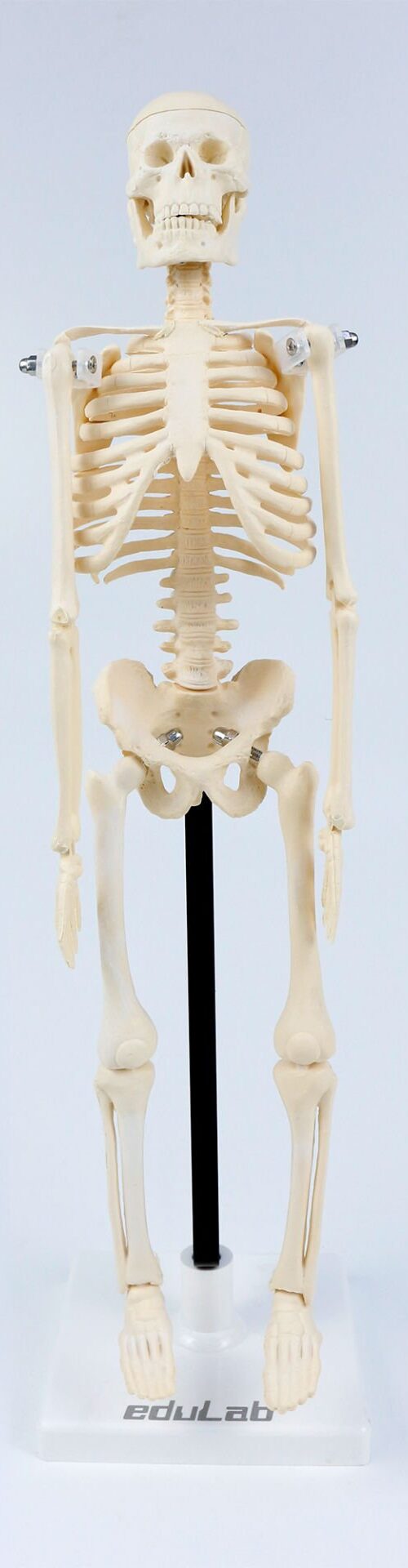 İskelet Modeli 46 cm