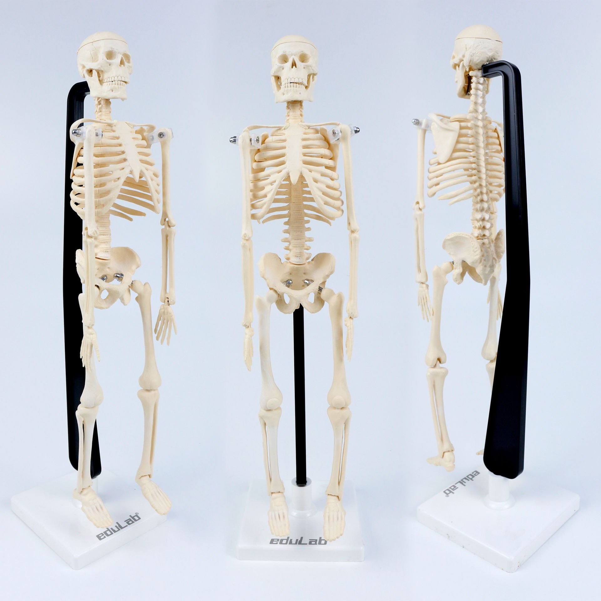 iskelet-modeli-46-cm-1.jpg İskelet Modeli 46 cm - Görsel 1