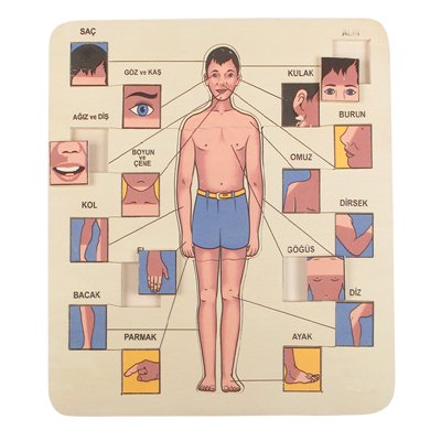 vucudumuzu-taniyalim-1.jpg Vucudumuzu Tanıyalım - Görsel 1